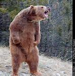 Image result for Angry Bear Meme