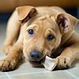 Image result for Labrabull Dog