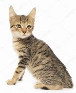 Image result for Brown Mackerel Tabby Kitten