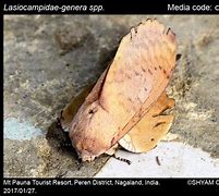 Image result for Lasiocampidae