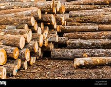 Image result for Lumber Pile