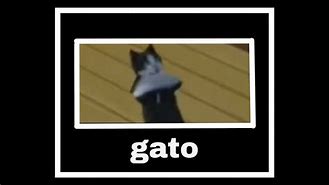 Image result for Gato Com Drip