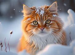 Image result for Fluffy Snow Cat