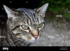 Image result for Gray Tabby Olive Eyes