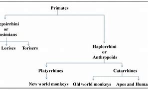 Image result for Primate Classification Chart