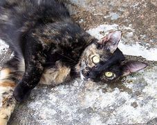 Image result for Gato Carey Ojos Naranjas