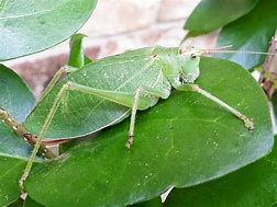 Image result for Big Leaf Bug