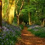 Image result for Footpath Forest Wallpaper