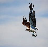 Image result for Osprey Hawk