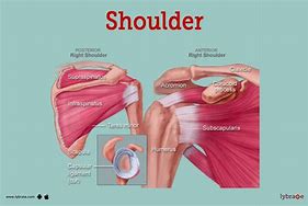 Image result for Shoulder