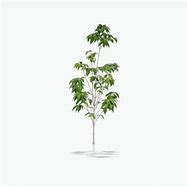 Image result for Kousa Dogwood