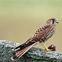 Image result for Kestrel Beak