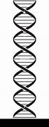 Image result for Double Helix Black and White