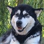 Image result for Black Malamute