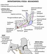 Image result for Mandible Muscle Attachment