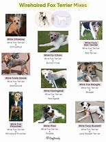 Image result for Fox Terrier X Chihuahua