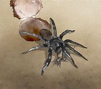 Image result for Ravine Trapdoor Spider