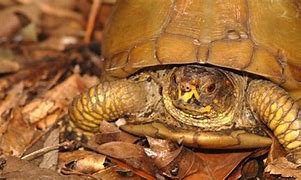 Image result for Pet Three Toed Box Turtle