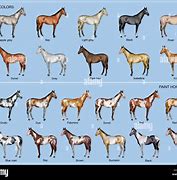 Image result for Horse Shinny Coat