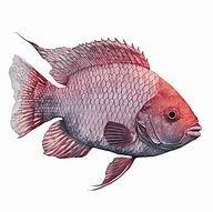 Image result for Red Tilapia Fish