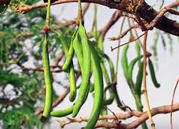 Image result for African Bean Tree