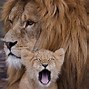 Image result for Cute Lion Memes