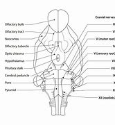 Image result for Rat Brain Model