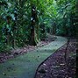 Image result for La Selva Amazonica