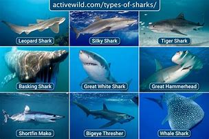 Image result for Shark Phylum