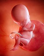 Image result for 15 Weeks Fetal