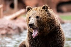 Image result for Grizzly Bear Mini