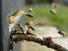 Image result for Migratory Beekeeping