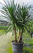 Image result for Dracena Multi