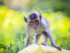 Image result for Macaque Cute