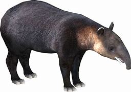 Image result for California Tapir