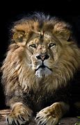 Image result for Lion HD 1080P