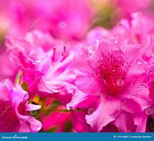 Image result for Flower Bokeh