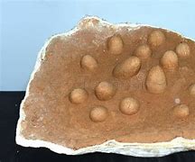 Image result for Gobi Dinosaur Eggs