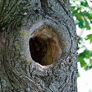 Image result for Hoar Tree