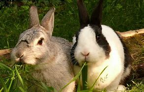 Image result for Rabbit Omnivore