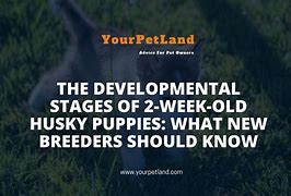 Image result for 2 Week Old Huskies