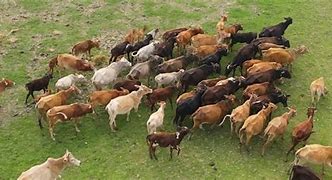 Image result for cattle herd aerial view