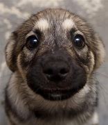 Image result for Adorable Puppy Dog Eyes