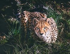 Image result for Cheetahs in the Wild