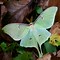 Image result for Sun Moth