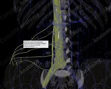 Image result for Vertebral Venous Plexus