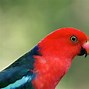 Image result for Avatar Bird