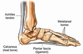 Image result for Mechanics of Plantar Fascia