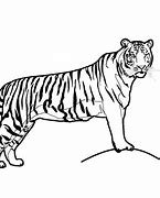 Image result for White Tiger Clip Art