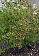 Image result for Cornus Amomum